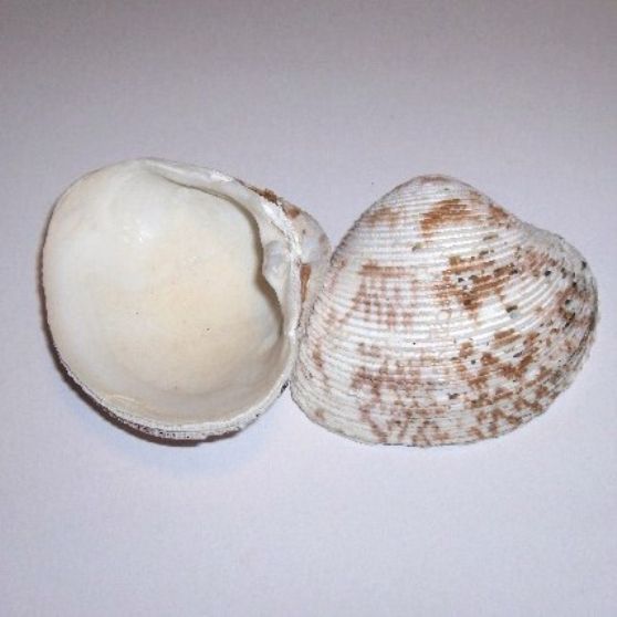 CHIONE PUBERA