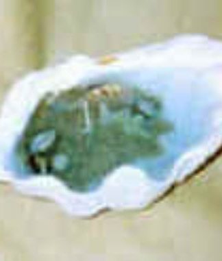 VELA CONCHA TRIDACNA