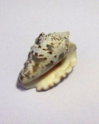CONUS EPINHUDA