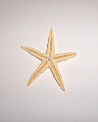 Estrelas do Mar 3-4 cm