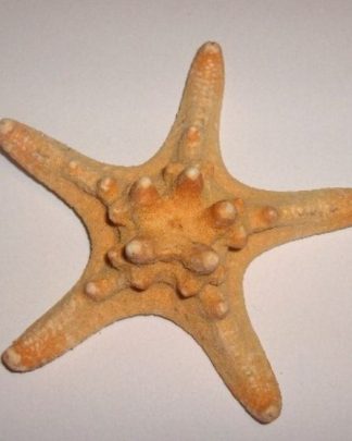 ESTRELA MAR ESP MEDIA