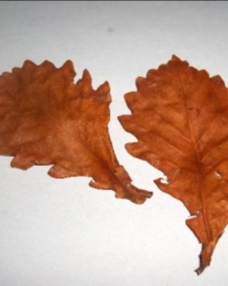 FOLHAS SECAS NATURAL