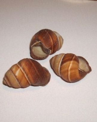 HELICOSTYLA VIRIDOSTRATA