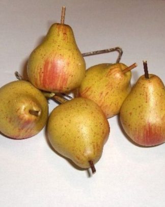 PERA MINI