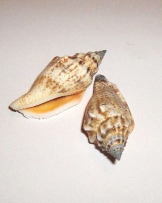 VOLUTA