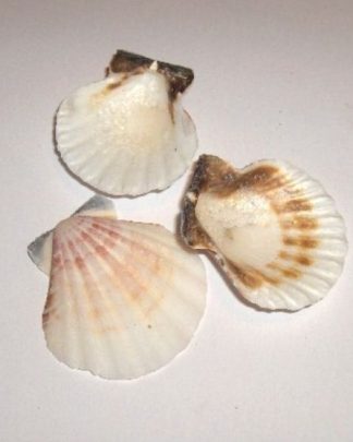 PECTEN BRANCA