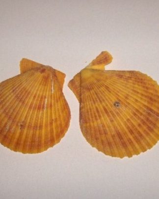 Concha Pecten amarelo Torrado 6 - 7 CM
