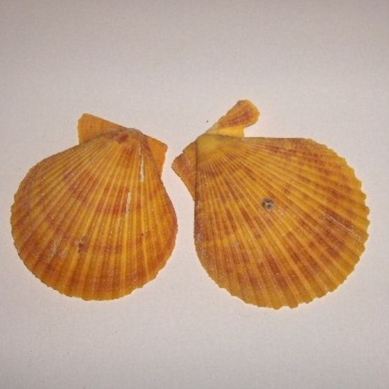 Concha Pecten amarelo Torrado 6 - 7 CM