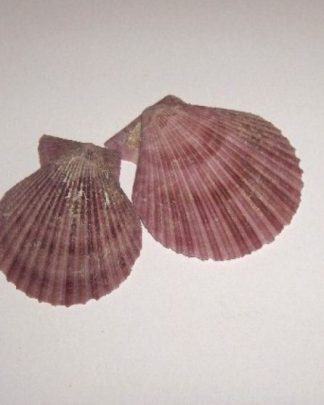 Concha Pecten Rosa 6-7cm