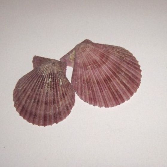 Concha Pecten Rosa 6-7cm