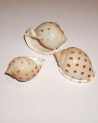 SEMICASSIS BISSULCATA