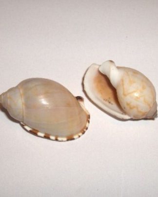 SEMICASSIS CRATICULATA