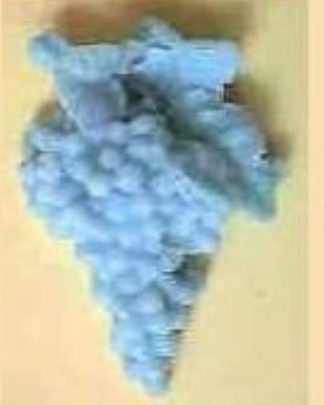 CACHO DE UVAS ms.034