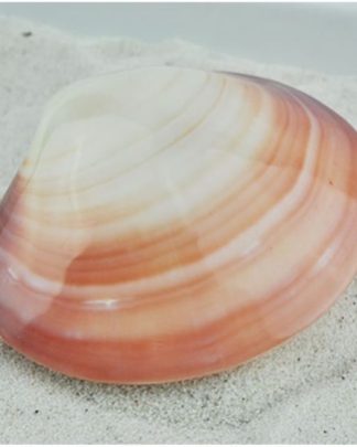 Concha Codakia Tigerina