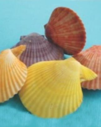 Conchas Pecten Color