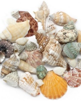 Conchas Variadas 250g