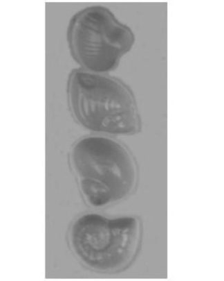 BUZIOS PEQUENOS pvc14
