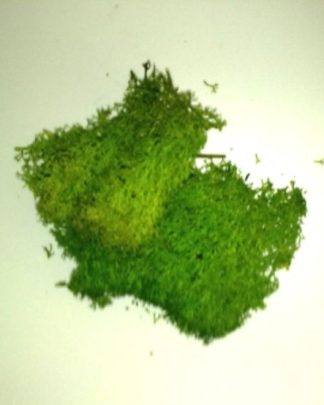 MUSGO NATURAL VERDE