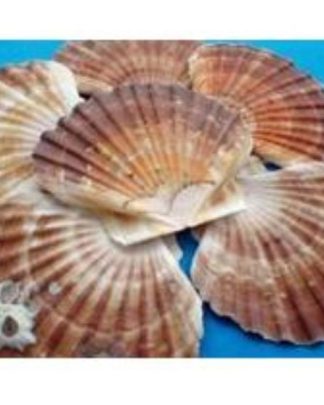 Concha Pecten Rasa 10-12cm