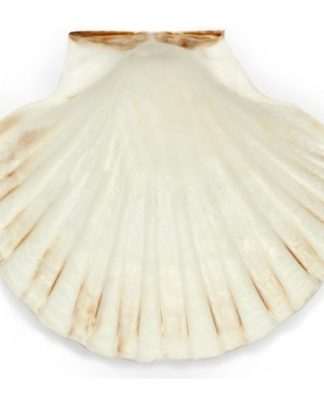 Concha Pecten -Vieira 11-12cm