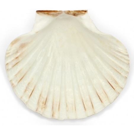 Concha para batizado Pecten 9-11 - Vieira